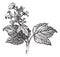 Viburnum opulus or Guelder rose, vintage engraving
