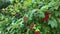 Viburnum opulus, Guelder Rose, Water Elder, branch with red berries in breeze, 4k.