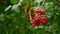 Viburnum opulus, Guelder Rose, Water Elder, branch with red berries in breeze. Guelder rose Viburnum opulus ripe red