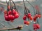 Viburnum Opulus red berry winter macro macro raindrops young escape maturity and youth life early spring