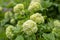 Viburnum opulus Roseum Snowball springtime flowering ornamental shrub, group of green white guelder rose flowers in bloom