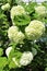 Viburnum Opulus, Roseum, white Snowball in blossom