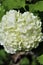 Viburnum Opulus, Roseum, white Snowball in blossom