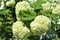 Viburnum Opulus, Roseum, white Snowball in blossom