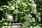 Viburnum opulus sterile in bloom in May