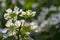 Viburnum plicatum flowering spring white flowers, beautiful ornamental Japanese snowball shrub in bloom, green fresh leaves