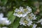 Viburnum plicatum flowering spring white flowers, beautiful ornamental Japanese snowball shrub in bloom, green fresh leaves