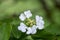 Viburnum plicatum flowering spring white flowers, beautiful ornamental Japanese snowball shrub in bloom, green fresh leaves