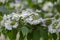 Viburnum plicatum flowering spring white flowers, beautiful ornamental Japanese snowball shrub in bloom, green fresh leaves