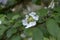 Viburnum plicatum flowering spring white flowers, beautiful ornamental Japanese snowball shrub in bloom, green fresh leaves