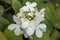 Viburnum plicatum forma tomentosum `Shasta`