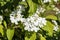 Viburnum plicatum forma tomentosum `Shasta`