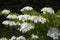 Viburnum plicatum white flowers