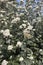 Viburnum pragense plant and white flowers