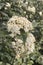 Viburnum pragense plant and white flowers