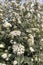 Viburnum pragense plant and white flowers