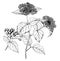 Viburnum Pubescens vintage illustration