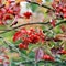 Viburnum. Red berries in autumn