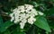 Viburnum rhytidophyllum Alleghany white flowers in spring garden. Leatherleaf Viburnum blooms beautifully