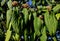 Viburnum rhytidophyllum evergreen shrub has large leaves and large white inflorescence photo in spring in March