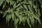 Viburnum rhytidophyllum shrub