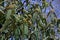Viburnum rhytidophyllum shrub also called leatherleaf viburnum