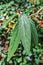 Viburnum rhytidophyllum-viburnum leathery, viburnum wrinkled. Long textured leaves on the branch. Beautiful plant background