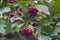 Viburnum Ripe Berries