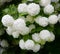 Viburnum Roseum bloomed beautiful white globular flowers