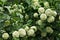 Viburnum shrub