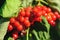 Viburnum shrub with red berries