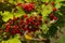 Viburnum shrub on a sunny day