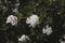 Viburnum tinus blossoms