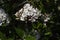 Viburnum tinus blossoms