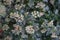 Viburnum tinus in the garden in February. Viburnum tinus is a species of flowering plant in the family Adoxaceae. Berlin, Germany