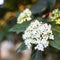 Viburnum tinus, laurustine or laurestine, is a species of flowering plant in the family Adoxaceae, native to the