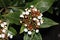 Viburnum tinus, Laurustinus, Laurestine