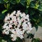 Viburnum tinus laurustinus or laurustine close up.