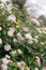 Viburnum tinus, the laurustinus, laurustine or laurestine  plant blooming