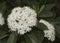 Viburnum tinus the laurustinus laurustine or laurestine shrub dark green leaves cerulean-looking cream-white flowers with yellow