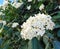 Viburnum tinus  Laurustinus tree flowers