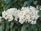 Viburnum tinus Laurustinus tree flowers