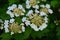 Viburnum trilobum, or highbush cranberry blooming. Viburnum trilobum`s white flowers, blossom, inflorescence in spring