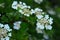 Viburnum trilobum, or highbush cranberry in white blossom in spring. A close-up on white beautiful viburnum inflorescences,