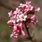 Viburnum, Viburnum farreri