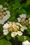 Viburnum. Viburnum flowers.