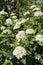 Viburnum (Viburnum lantana) blooms in spring