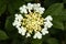 Viburnum white flowers in a garden top view