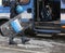 Vicenza, VI, Italy - January 28, 2017: Italian police riot squad