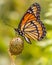 Viceroy Alight on Seed Pod in Illinois